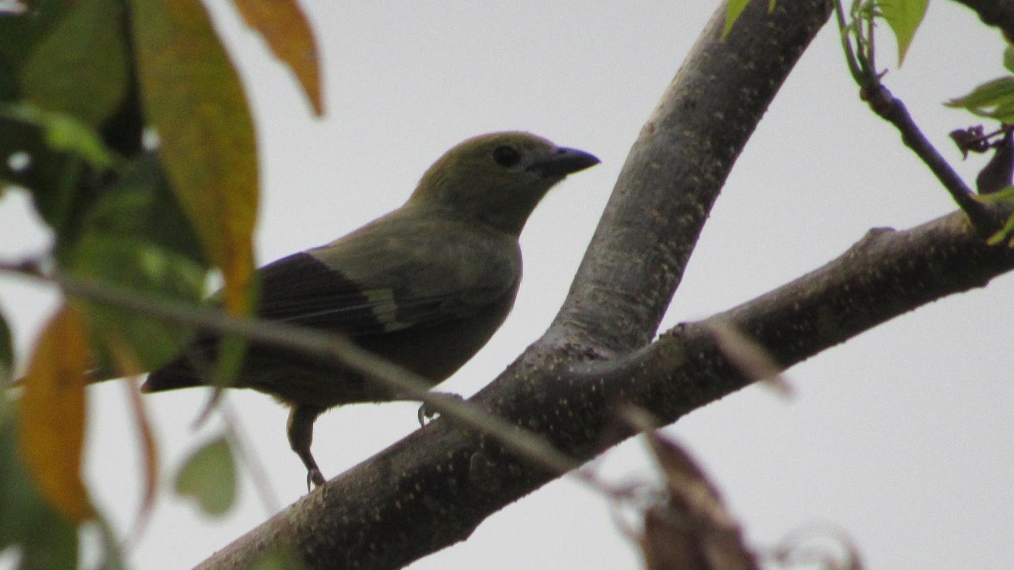 Hostal Mirador Dentro Del Parque Tayrona Zaino Eksteriør billede